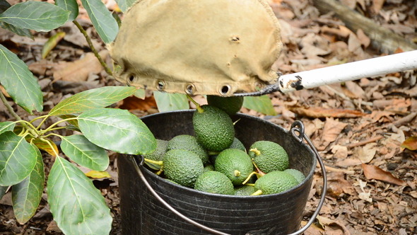 Avocados in Basket with Pole Avocados in Basket with Pole