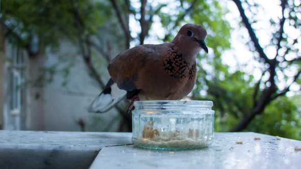 Dove Eating Dove Eating