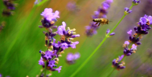 Bees on Lavender 5 Bees on Lavender 5
