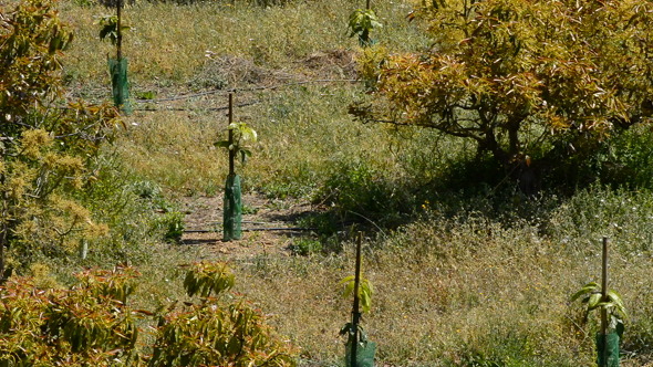 Plantation of Avocados Tree Plantation of Avocados Tree