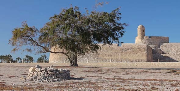 Lonely Tree Of Bahrain Fort 2 Lonely Tree Of Bahrain Fort 2