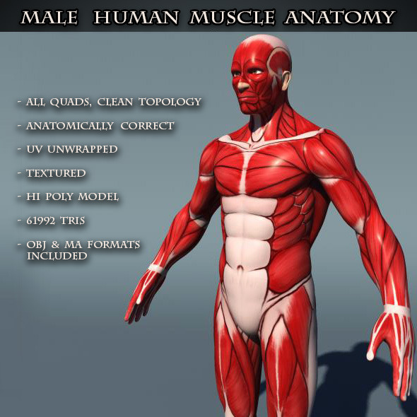 3DOcean Human Male Muscle Anatomy 8246012 3DOcean Human Male Muscle Anatomy 8246012