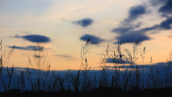 Rural Field Sway In Evening Rural Field Sway In Evening