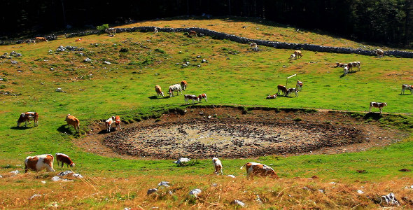 Dried Pond Dried Pond