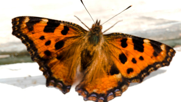 Butterfly On Windowsill Butterfly On Windowsill