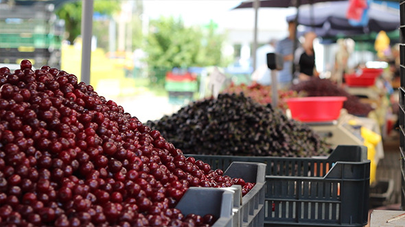 Bunch of Cherries at Market Bunch of Cherries at Market