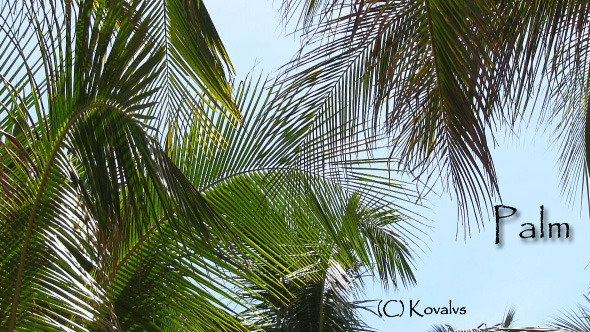 Palm Tree 2 Palm Tree 2