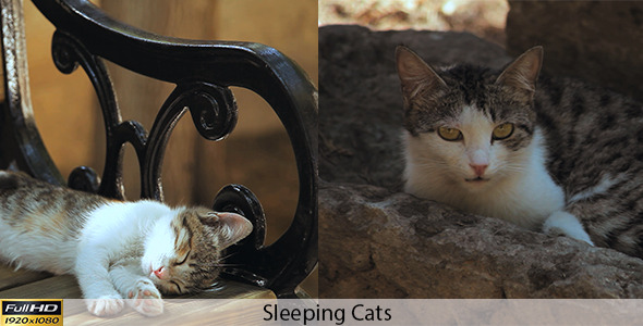Sleeping Cats Sleeping Cats
