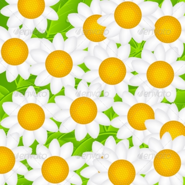 Daisy Background Daisy Background