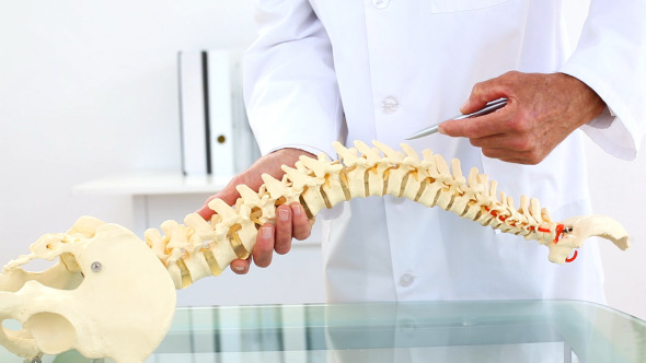 Doctor Explaining Skeleton Model Using Pen Doctor Explaining Skeleton Model Using Pen