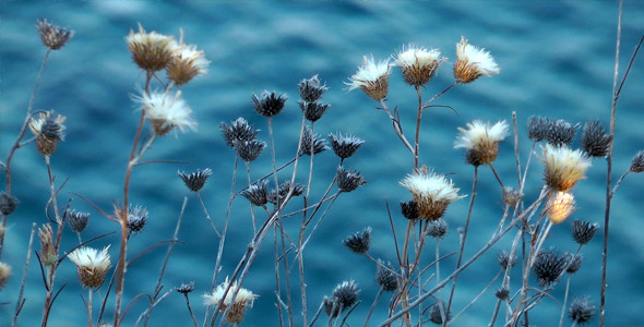 Plant and Blue Sea Plant and Blue Sea