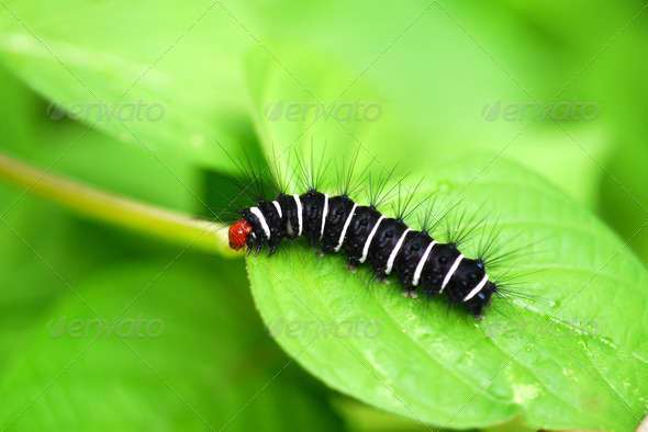 White and black hairy caterpillars.