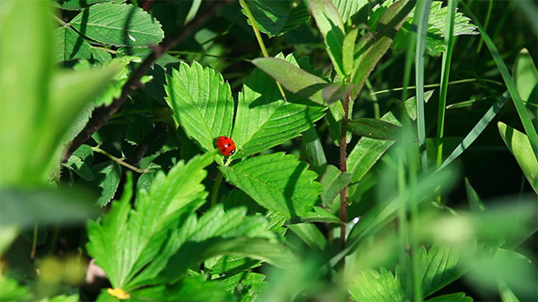 Ladybug in the Grass Ladybug in the Grass