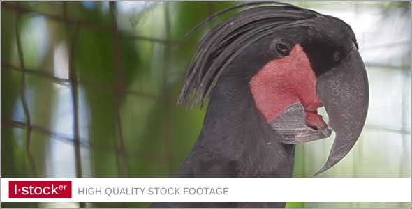 Parrot In Zoo 5 Parrot In Zoo 5