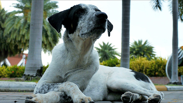 Dog Resting Dog Resting