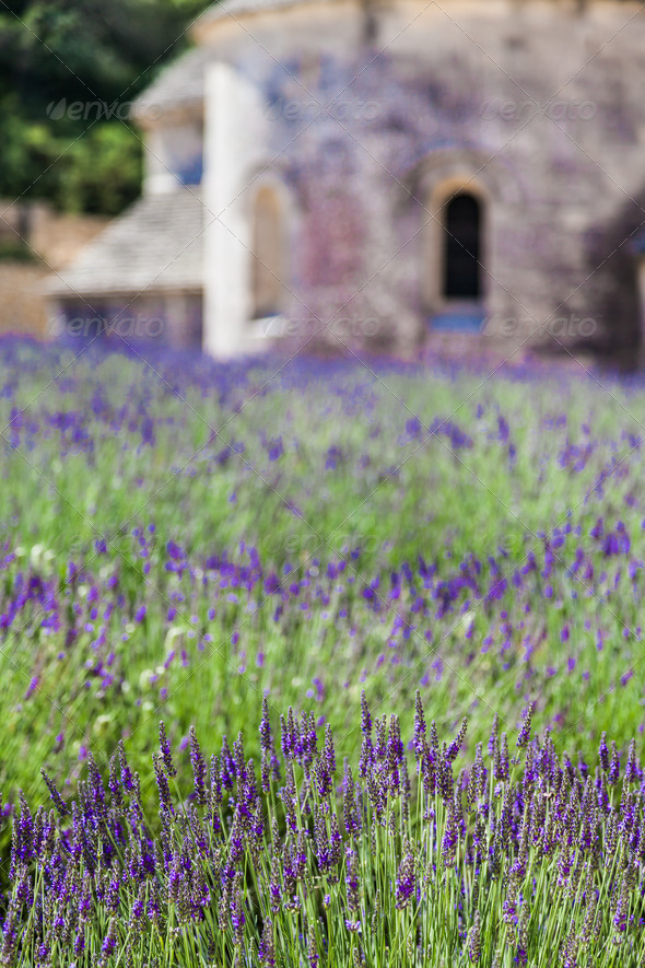 Lavander field (Misc) Photo Download