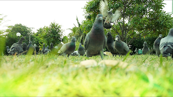 Pigeon In The Park Pigeon In The Park