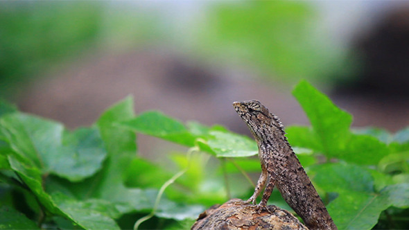 Lizard In Rainy Morning Lizard In Rainy Morning
