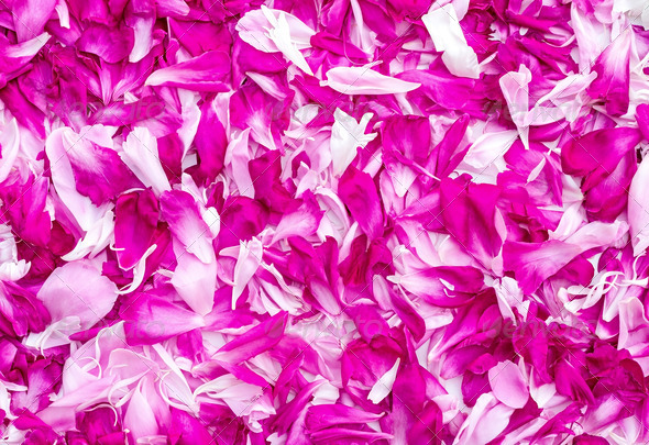 Petals of peonies in a large number, (the background image). (Misc) Photo Download