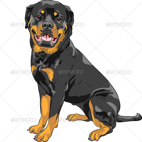 GraphicRiver Rottweiler Breed Dog 8370825 GraphicRiver Rottweiler Breed Dog 8370825