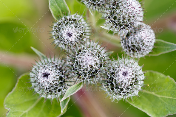 green thistle after flowering (Misc) Photo Download