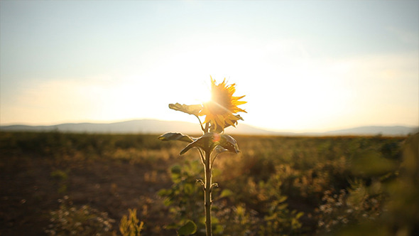 Sunflower in the Sunset 1 Sunflower in the Sunset 1