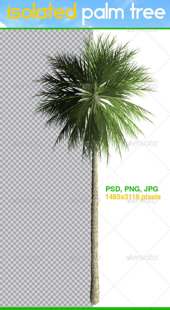Isolated Palm Tree Isolated Palm Tree