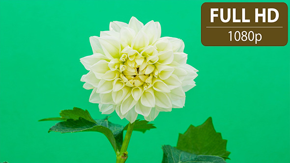 Dahlia Flower Blossoming Dahlia Flower Blossoming