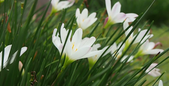White Flowers White Flowers