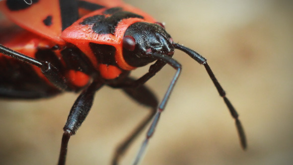 Red Beetle Moves Their Antennae Red Beetle Moves Their Antennae