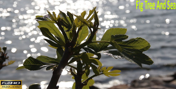 Fig Tree And Sea Fig Tree And Sea