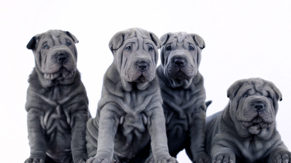 Four Shar Pei Pups Sitting in the Studio Four Shar Pei Pups Sitting in the Studio