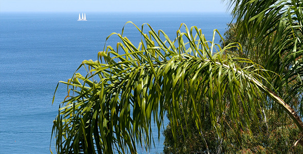 Palm Sea And White Sail Palm Sea And White Sail