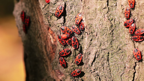 Firebugs on a Tree Trunk Firebugs on a Tree Trunk
