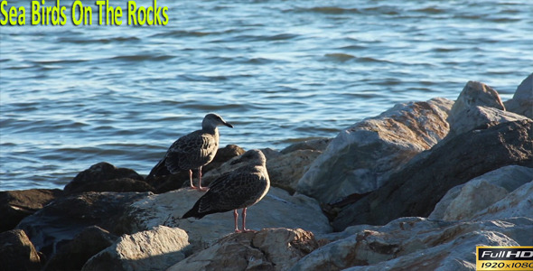 Sea Birds On The Rocks Sea Birds On The Rocks