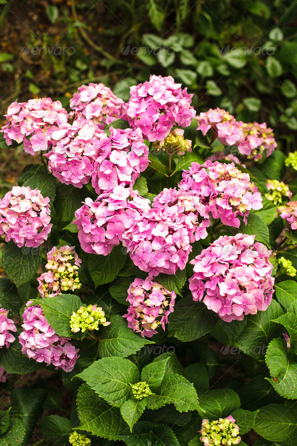 Hydrangea bush (Misc) Photo Download