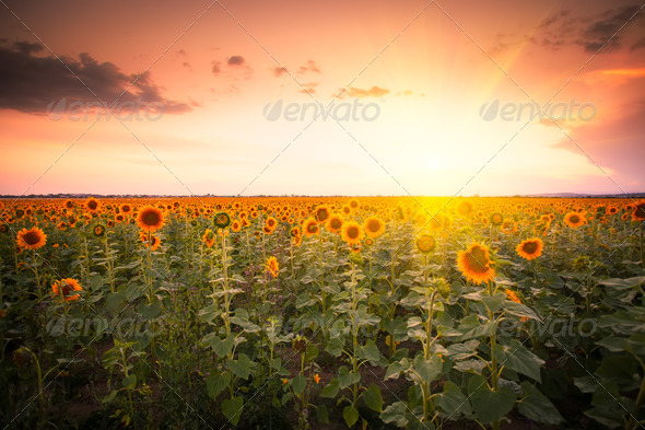 Sunflower on sunset (Misc) Photo Download