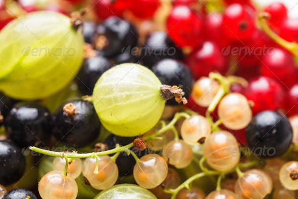 Currants and gooseberry (Misc) Photo Download