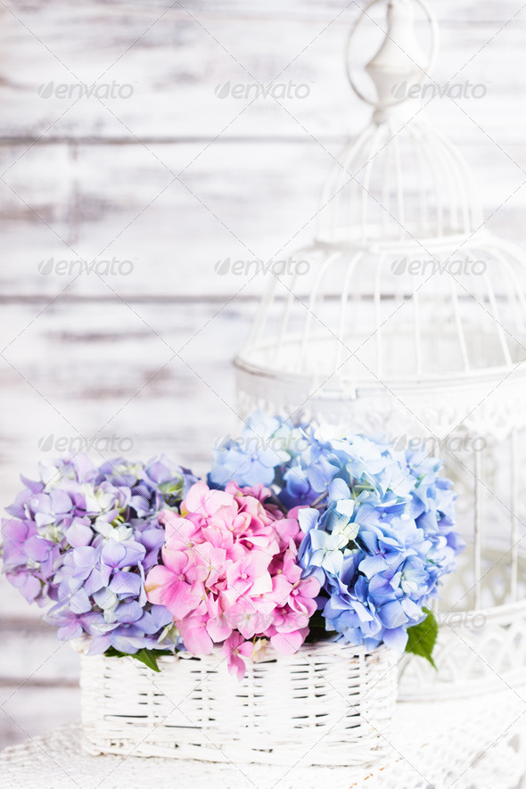 Hydrangea flowers (Misc) Photo Download