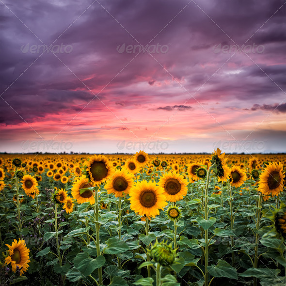 Sunflower on sunset (Misc) Photo Download