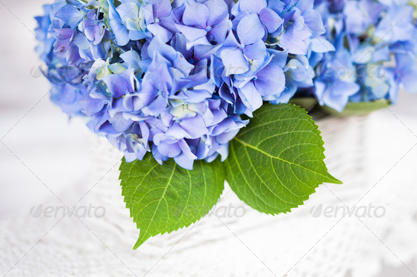 Hydrangea flowers (Misc) Photo Download