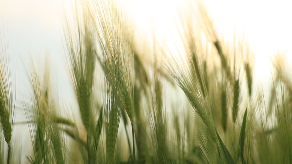 Walking Through Field Of Wheat Walking Through Field Of Wheat