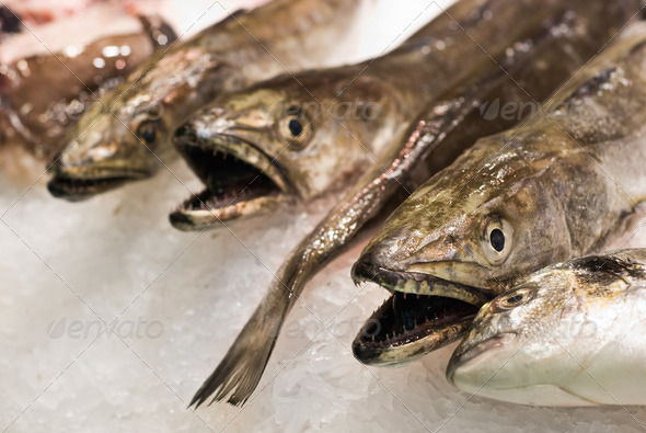 Fresh food market, Barcelona (Misc) Photo Download