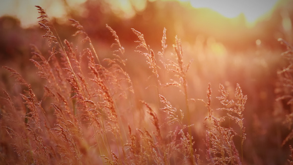 Spikelets Of Wild Grass In Rays Of Evening Sun Spikelets Of Wild Grass In Rays Of Evening Sun