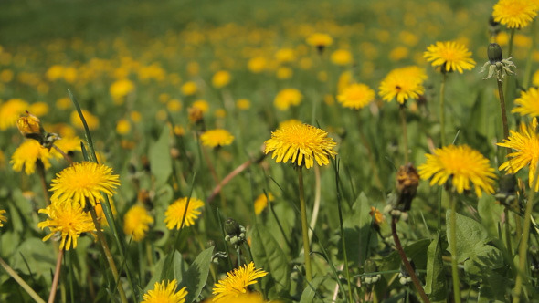 Background As A Field Of Dandelions Background As A Field Of Dandelions