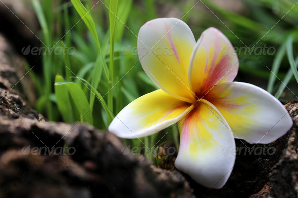 Frangipani in nature (Misc) Photo Download