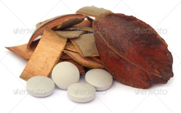 Medicinal Terminalia arjuna (Misc) Photo Download