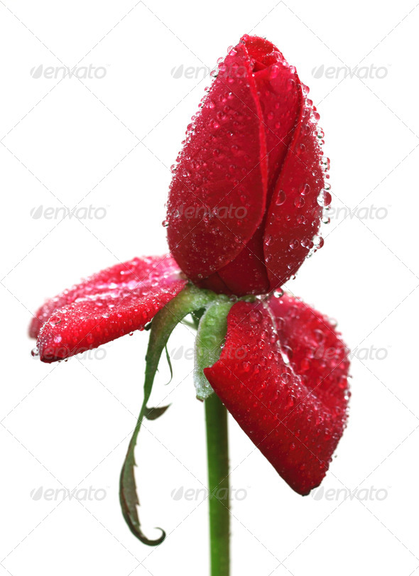Closeup of red rose with dew drops (Misc) Photo Download