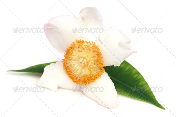 Mesua ferrea or Nageshwar flower of Indian subcontinent (Misc) Photo Download