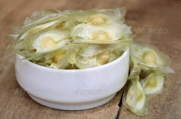 Seeds of moringa oleifera (Misc) Photo Download